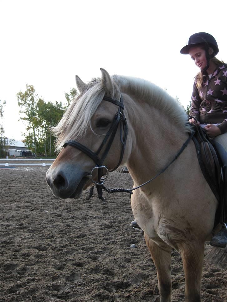 Fjordhest Søs - NYT <3 24/11 billede 9