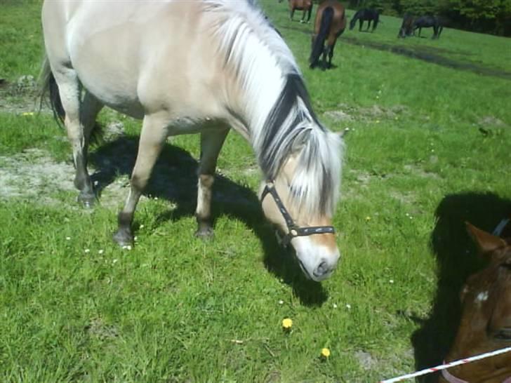 Fjordhest Søs billede 10