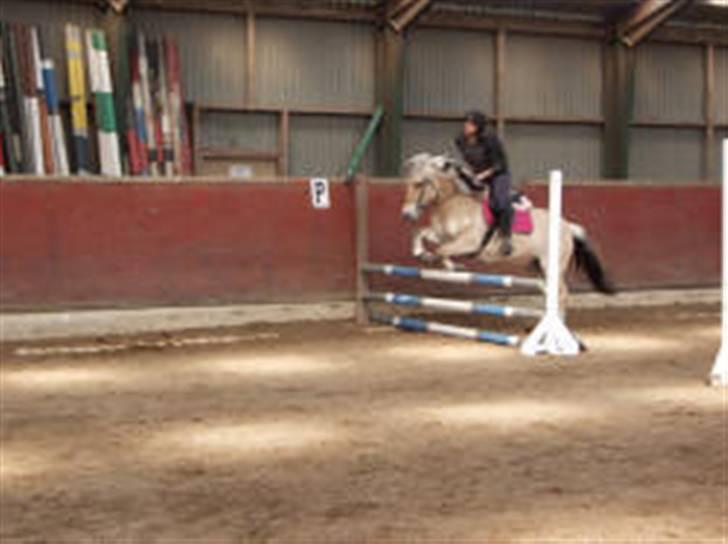 Fjordhest Søs billede 11