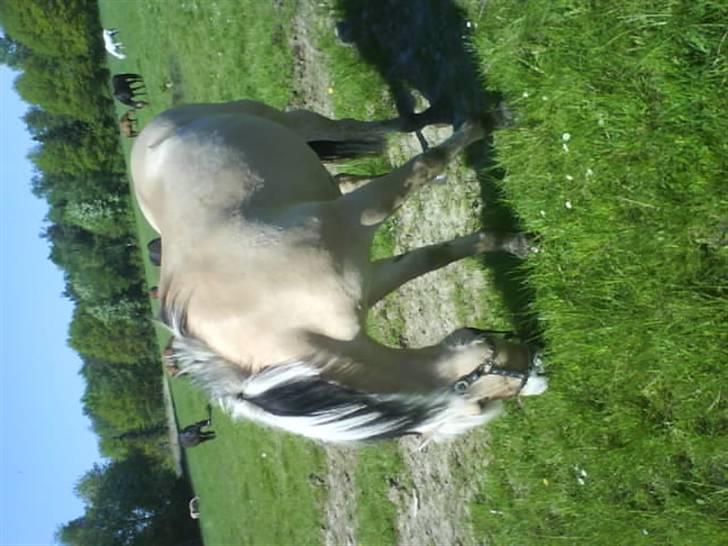 Fjordhest Søs billede 12