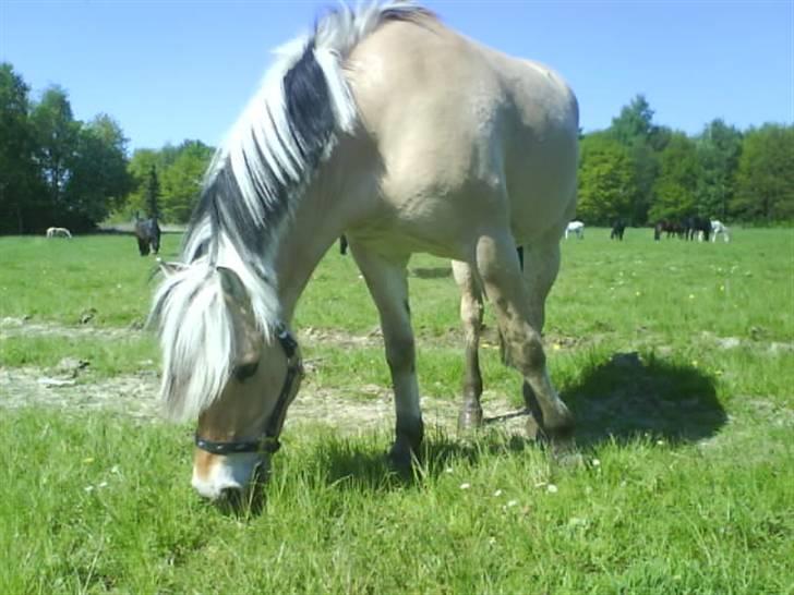 Fjordhest Søs billede 13