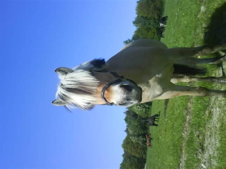 Fjordhest Søs billede 14