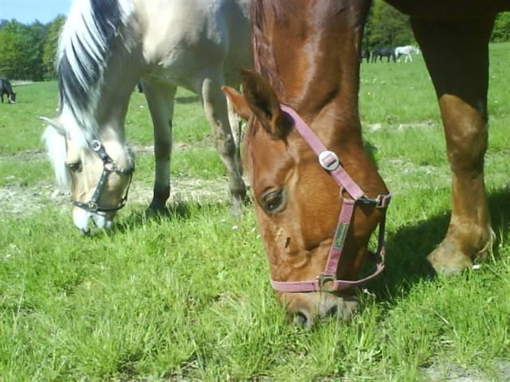 Fjordhest Søs billede 15