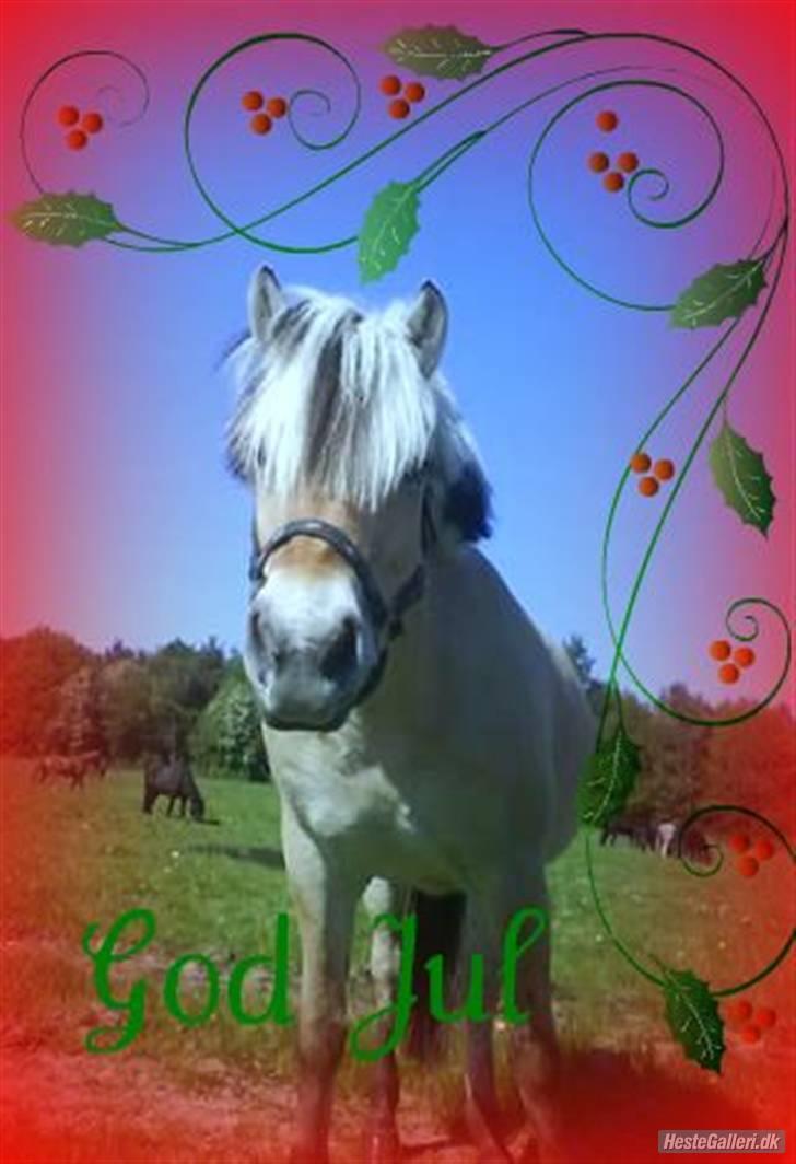 Fjordhest Søs billede 17