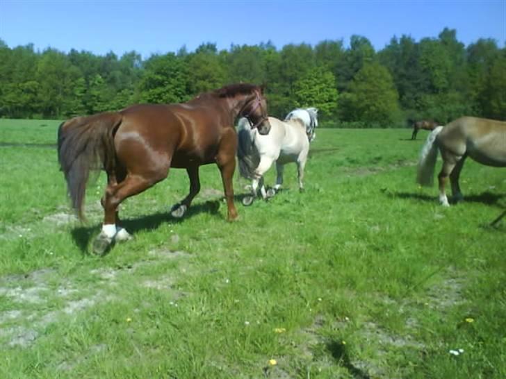 Fjordhest Søs billede 18