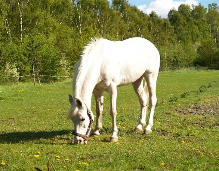 Anden særlig race Flying Fellow <3 *R.I.P* billede 7