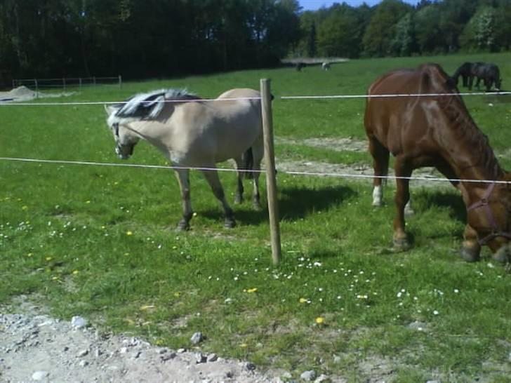 Fjordhest Søs billede 19