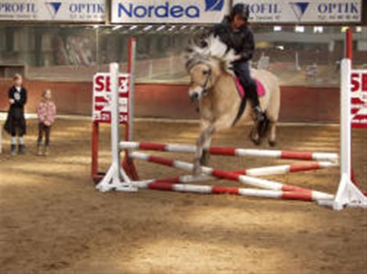 Fjordhest Søs billede 20