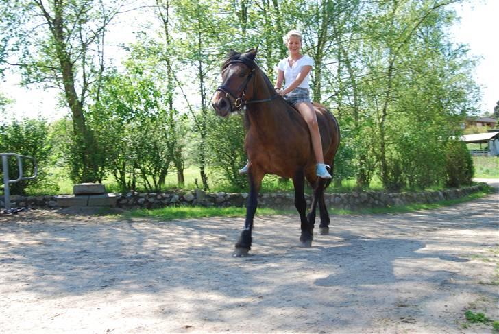 Nordsvensk Skovhest Kingo (Himmelhest) - *Den dejligste* billede 16