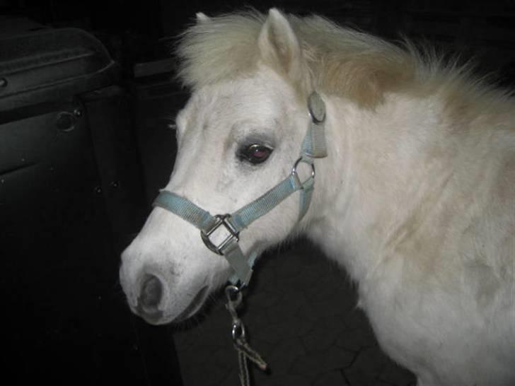 Shetlænder gnisten føste pony!  :D - basse billede 10