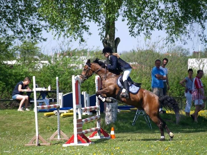 New Forest Otto Solgt. - Otto i en mb. billede 17