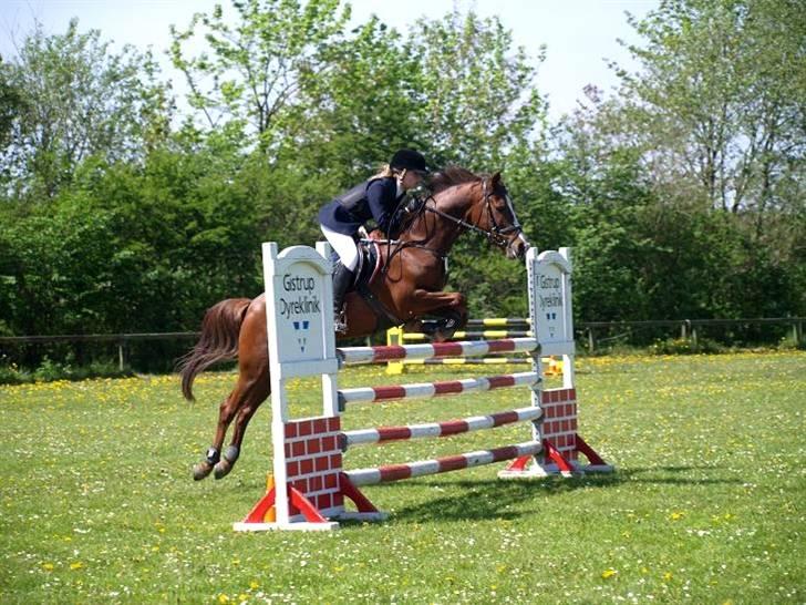 Hollandsk Sportspony Carolien - Mb i Aalborg.  billede 12