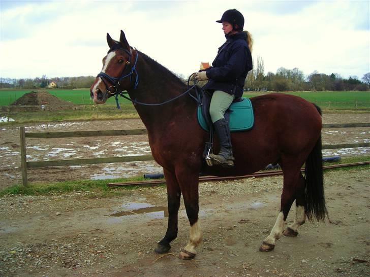 Dansk Varmblod Præstegårdens Ibert - Ibert d.7.maj 2008 billede 4