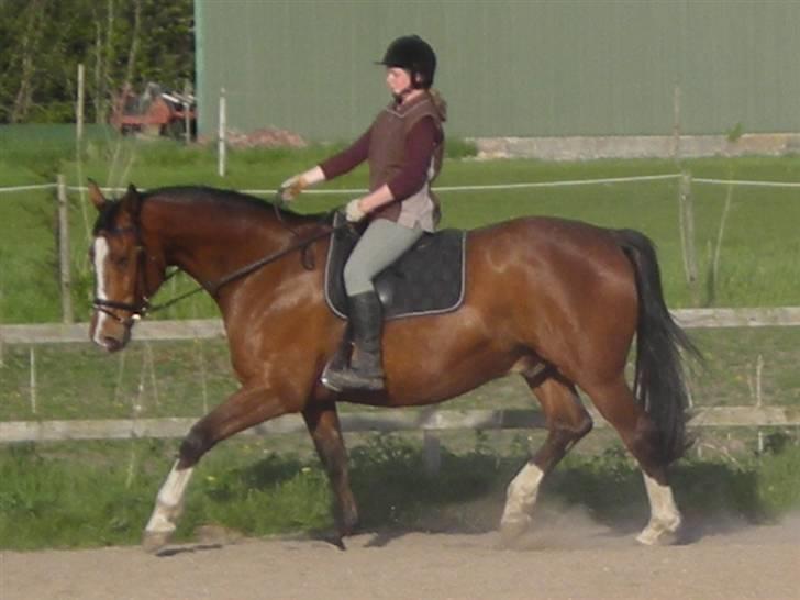 Dansk Varmblod Præstegårdens Ibert - Ibert d.7.maj 2008 billede 5