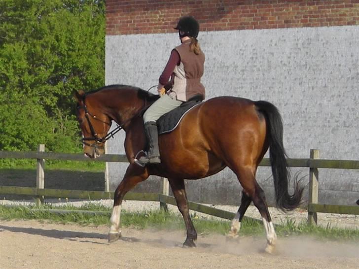 Dansk Varmblod Præstegårdens Ibert - Ibert d.7.maj 2008 billede 6