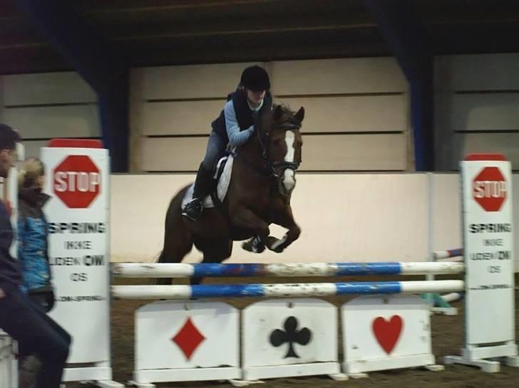 Hollandsk Sportspony Carolien billede 14