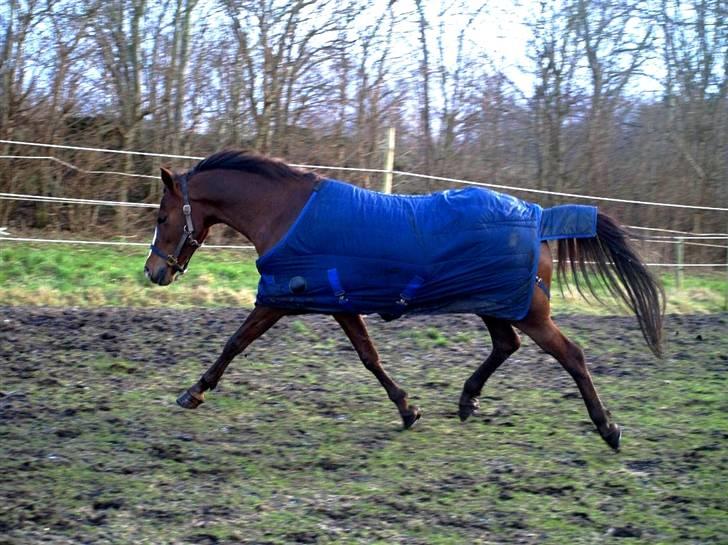 Hollandsk Sportspony Carolien - Kig på mig kig¨på mig... Hvor er jeg dog gudesmuk!:p billede 18