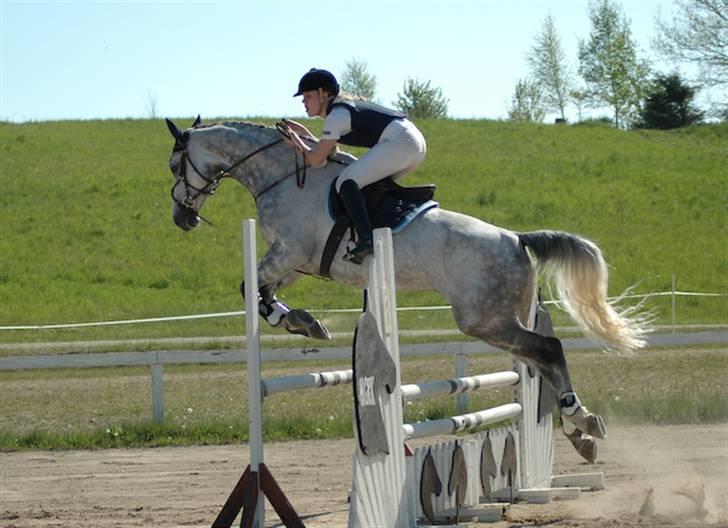 Tysk Oldenburger Cyro - Hedehusgården LB billede 7