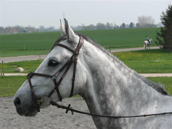 Tysk Oldenburger Cyro - Nærbillede billede 9