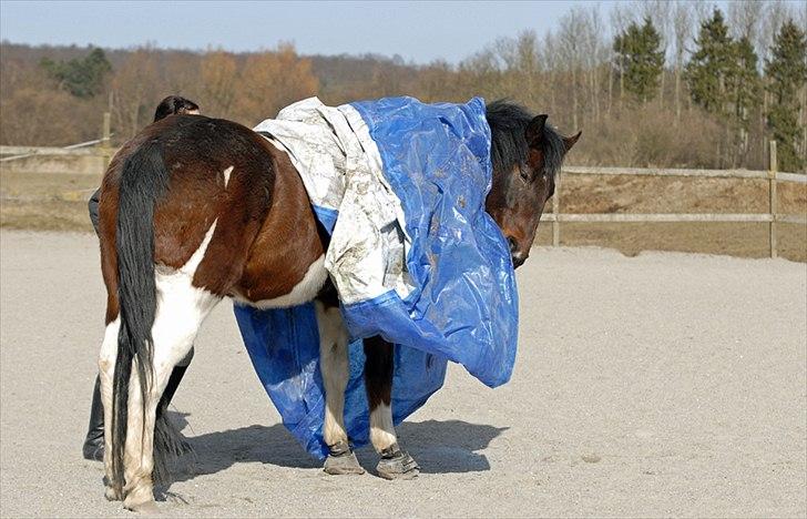 Paint Cutters Magic Colours - Anden gang han bliver præsenteret for den, og første gang jeg prøver at lægge den på ham <3 Fotograf: Cecilie Winberg billede 7