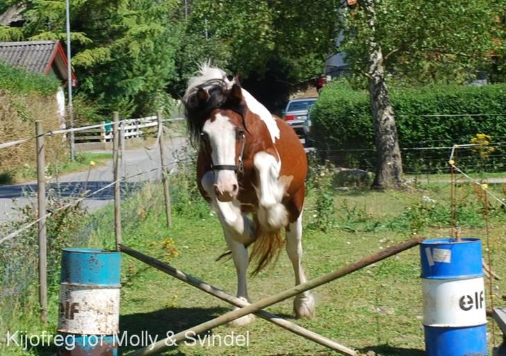 Tinker Egehøjs Maj - 4#  billede 4