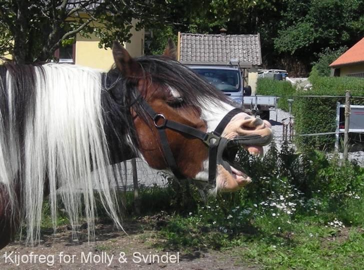 Tinker Egehøjs Maj - 7#  billede 7