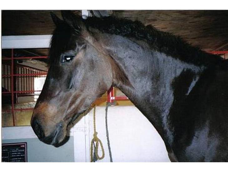 {{currentPhoto.altText}} billede {{currentPhoto.number}}