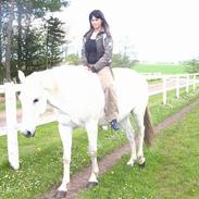 Anden særlig race Nikka [Himmelhest]