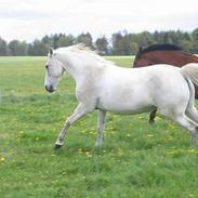 Anden særlig race Nikka [Himmelhest]
