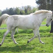 Anden særlig race Nikka [Himmelhest]