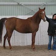 Arabisk fuldblod (OX) Amira Lise