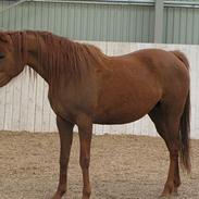 Arabisk fuldblod (OX) Amira Lise