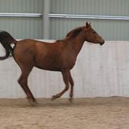 Arabisk fuldblod (OX) Amira Lise