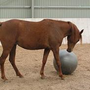 Arabisk fuldblod (OX) Amira Lise