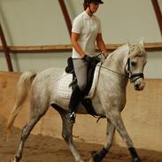 Arabisk fuldblod (OX) Wanero OX 4142 *SOLGT*