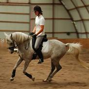 Arabisk fuldblod (OX) Wanero OX 4142 *SOLGT*