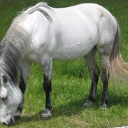 Anden særlig race Feline  R.I.P  <3 