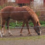 Welsh Cob (sec D) Nebo Holly *R.I.P*