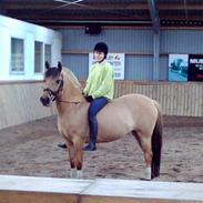 Anden særlig race Dolly