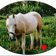 Anden særlig race blondie