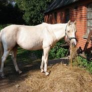 Anden særlig race blondie