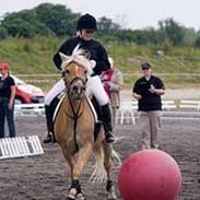 Haflinger Ines (Tidl. pony)