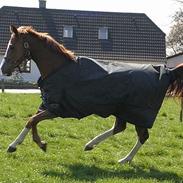 Dansk Varmblod Romeo