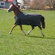 Dansk Varmblod Romeo