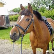 Welsh Cob (sec D) Sanne