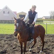 Welsh Cob (sec D) Sanne