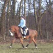 Anden særlig race Schantani