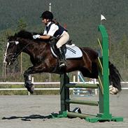 Anden særlig race Valentino II