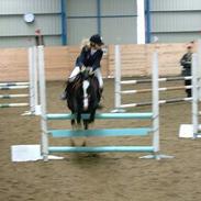 Anden særlig race Valentino II