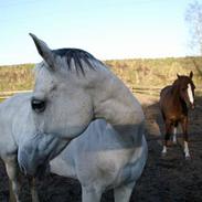 Anden særlig race Bounty C